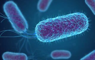 Ešerihija koli kako se prenosi, simptomi lečenje