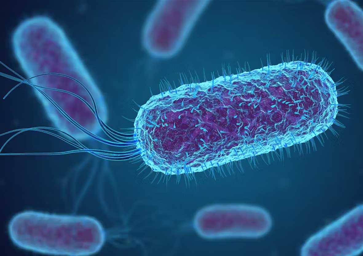Ešerihija koli kako se prenosi, simptomi lečenje
