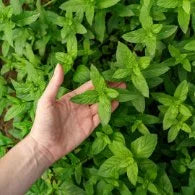Origano